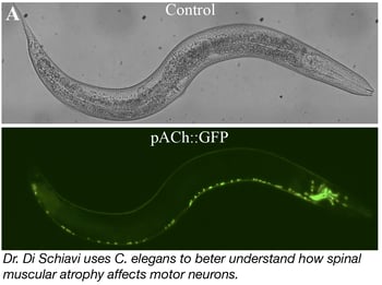 Using C. elegans to study spinal muscular atrophy