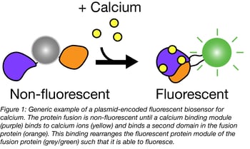 Addition of calcium to a fluorescent biosensor causes it to fluoresce