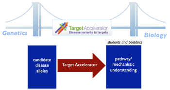 overview of the target accelerator