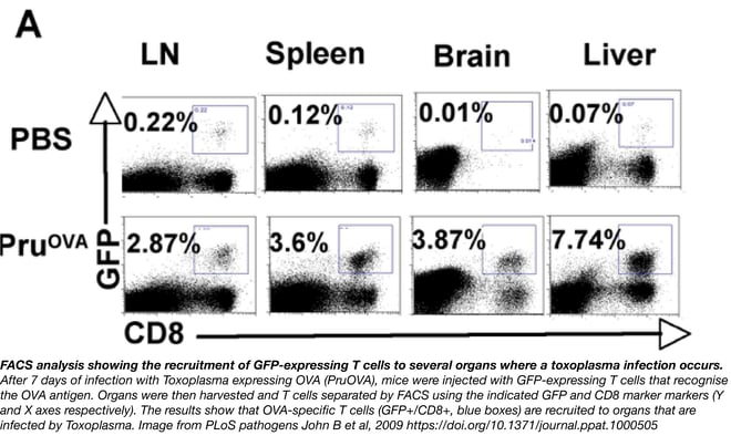 FACS analysis of GFP-expression T cells during toxoplasma infection