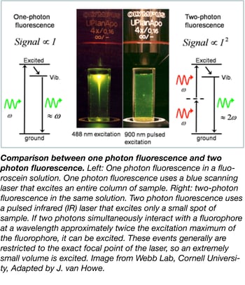 Comparison between one and two photon fluorescence