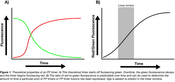 theoretical properties of a fluorescent protein timer