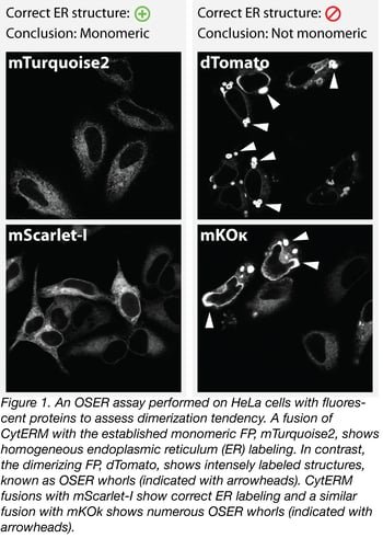oser assay performed on HeLa cells with fluorescent proteins