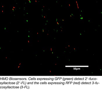 HMO biosensors