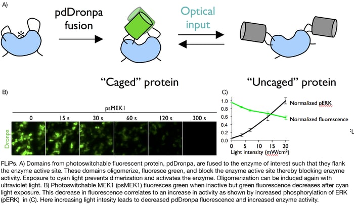 FLiP Fluorescent Light-inducible protein