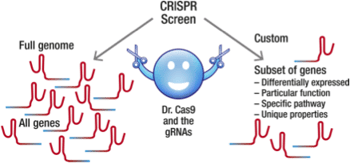 Custom vs. Full Genome CRISPR screen