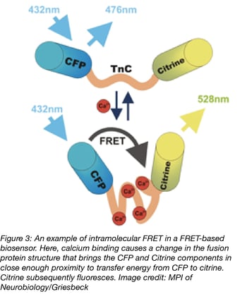 Intramolecular FRET Biosensor