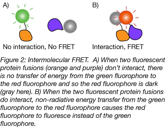 Fluorescent Proteins 101: Introduction to FRET