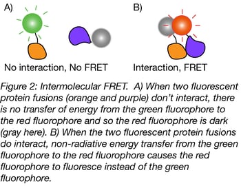 Intermolecular FRET Biosensor