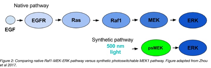 ERK Signaling