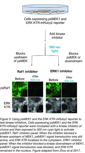 KTR Assay