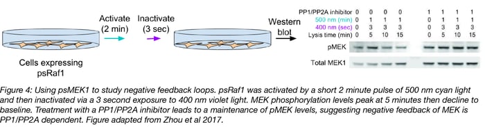 MEK Negative Feedback