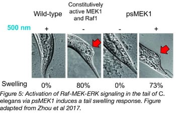 Ref-MEK-ERK in C Elegans