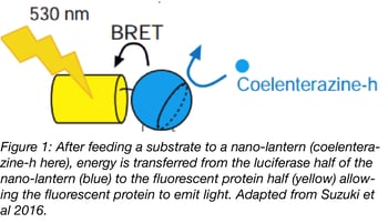 energy transfer from the luciferrase half of the nano-lantern to the fluorescent protein half
