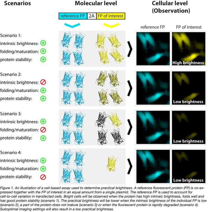 Cell based assay to determine practical brightness