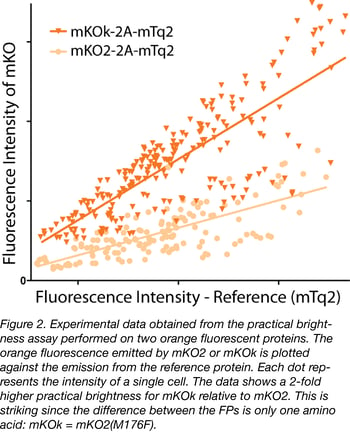 Data obtained from practical brightness assay on two orange fluorescent proteins