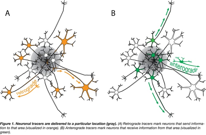 Anterograde and retrograde neuronal tracers