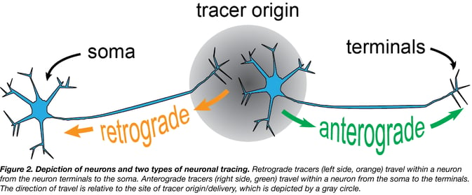 depiction of neurons and retrograde and anterograde neuronal tracing