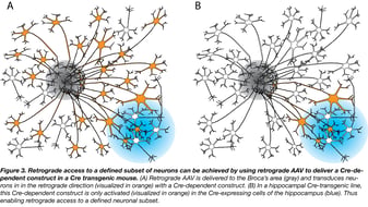 Viral Vectors 101: The AAV Retrograde Serotype