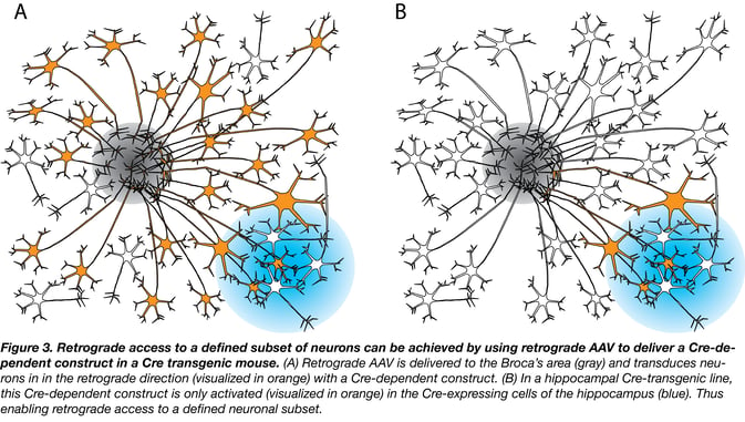 Schemamtic showing retrograde AAV cre delivery