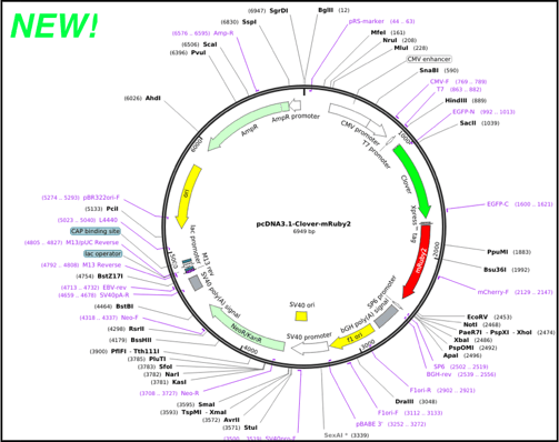 Improved Plasmid Maps Powered by SnapGene