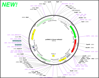 snapgene plasmid map