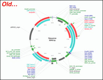 Snapgene plasmid map