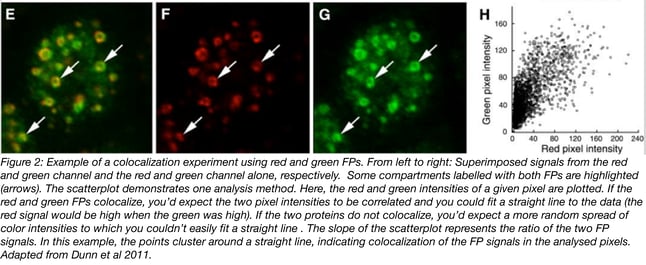 Subcellular colocalization under the microscope