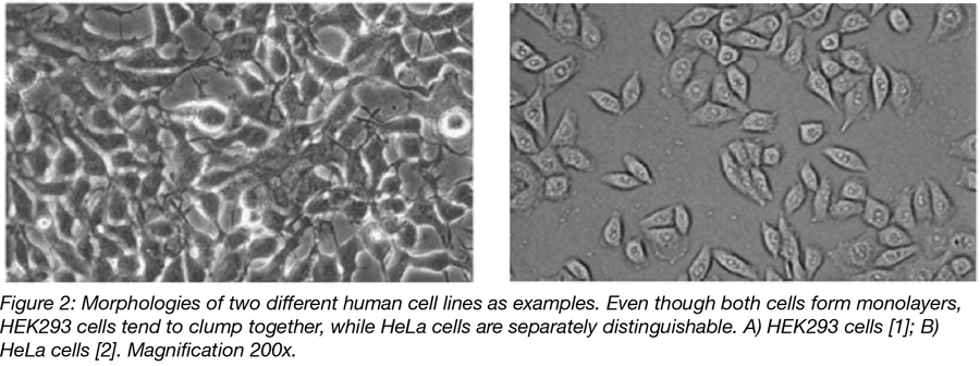 10 Basic tips for mammalian cell culture