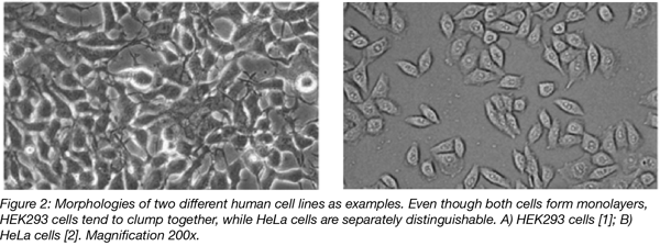 Morphologies of HEK293 and HeLa Cells