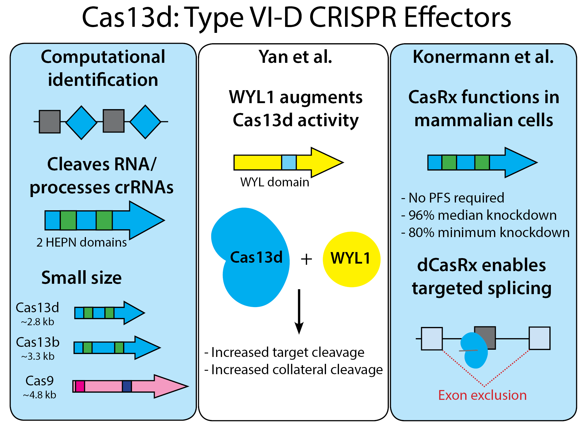 Schematic of Cas13d CRISPR effectors. The left of the graphic shows the small size of Cas13d at 2.8 kb, compared to Cas13b at 3.3 kb, and Cas9 at 4.8 kb. The Yan et al. paper describes Cas13d with the WYL1 domain to increase target cleavage and collateral cleavage. The Konermann et al. paper describes CasRx function in mammalian cells which does not require PFS, and results in 96% median knockdown and 80% minimum knockdown. dCasRx enables targeted splicing to exclude exons.