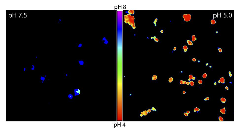 Endosomal pH Sensor at pH 7.5 and pH 5.0