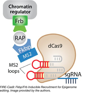 FIRE-Cas9