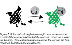 Calcium Sensors fluoresces upon calcium binding