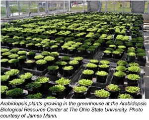 Arabidopsis plants growing in a greenhouse