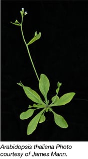 Arabidopsis Thaliana plant