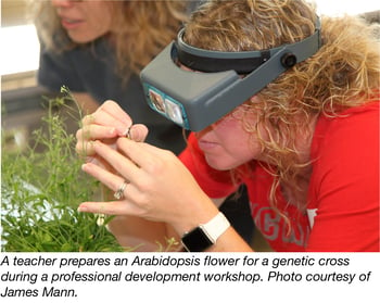 Teacher prepares arabidopsis flower for genetic cross