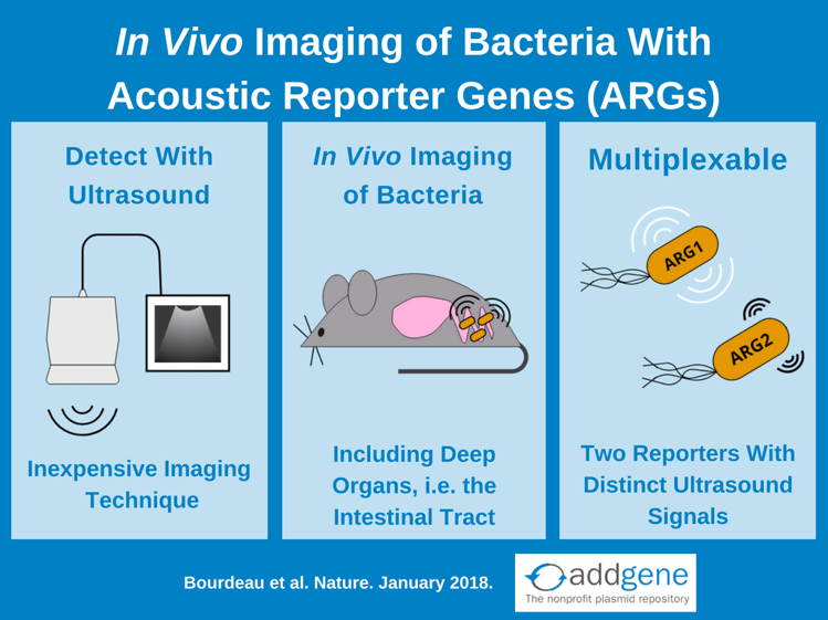 Acoustic reporter genes for in vivo imaging of bacteria