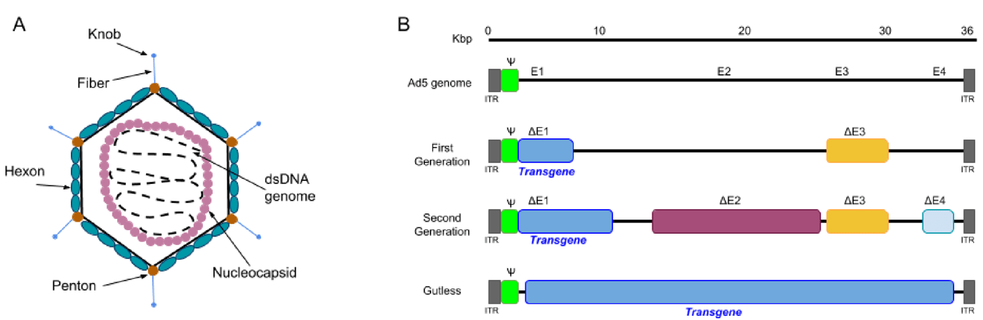 St value. Adenoviral vectors. Adenoviral Genome and Gene functions. Adenovirus Fiber Protein structure. . Adenoviral Genome scheme.