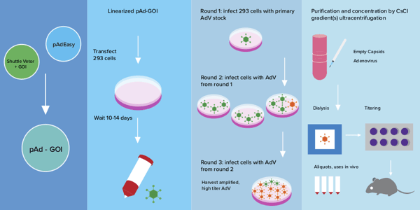 Cartoon depicting the five key steps of Adenoviral production in HEK293 cells as described in the main text.