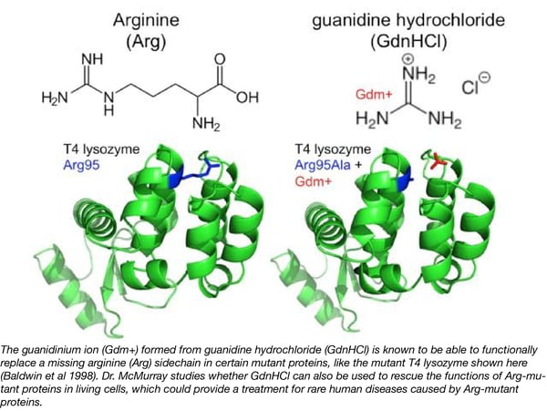 Arginine functional replacement with guanidine