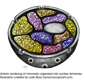Nuclear Territories Chromatin