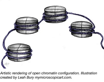 Open Chromatin Configuration