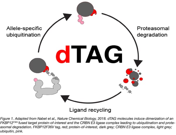 dTAG targeted degradation