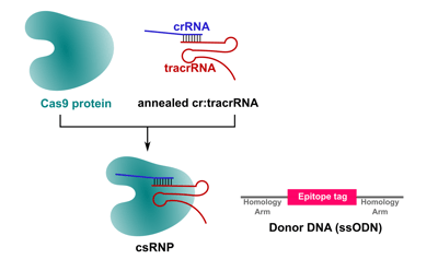 csRNP epitope tagging strategy