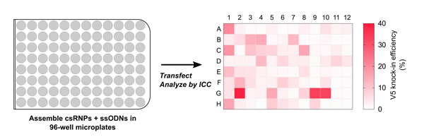 csRNP 96 well plate scale up