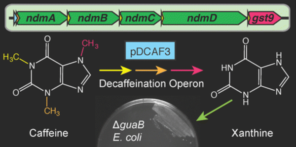 Synthetic Decaffeination Operon