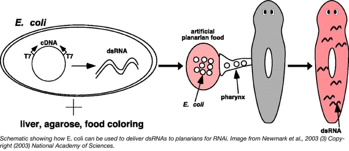 E coli can be used to deliver dsRNAs to planarians for RNAi