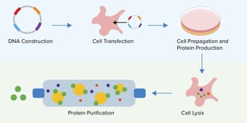 Proceso de expresión de proteínas