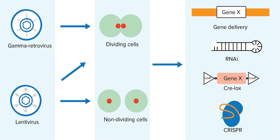 Popular Retroviral Vectors and Their Uses in Scientific Research